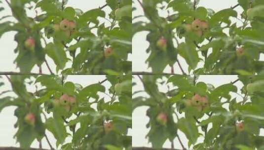 果树 海棠果 果园 结果高清在线视频素材下载