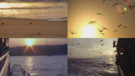 夕阳海边蟹子海鸟海鸥轮船游轮逆光视频高清在线视频素材下载