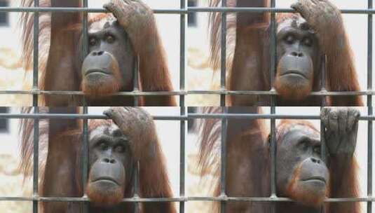 关在笼子里的大猩猩高清在线视频素材下载