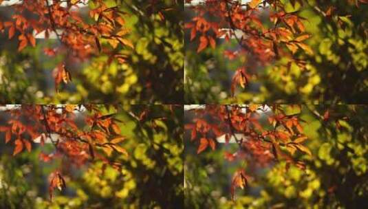 秋天树叶唯美秋景高清在线视频素材下载