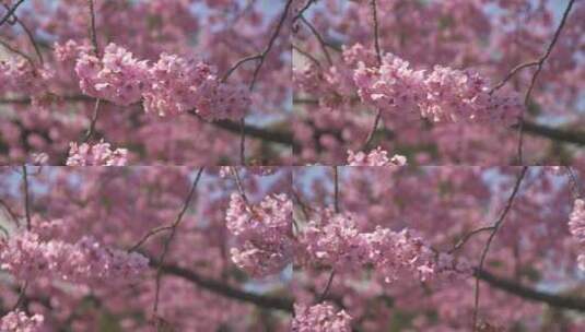 春天的气息粉红色的樱花高清在线视频素材下载