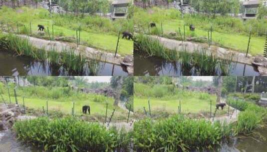 动物园的大猩猩高清在线视频素材下载