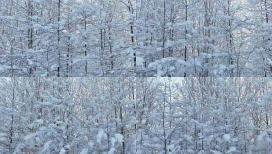 极寒天气大兴安岭岭上松林雪林树枝挂雪高清在线视频素材下载