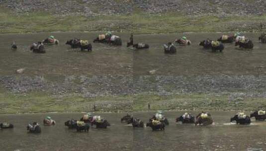 西藏山南地区湖水中的牦牛群高清在线视频素材下载