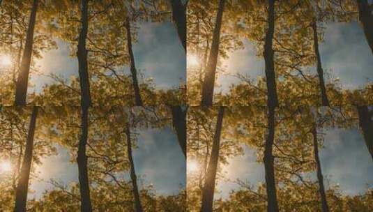 阳光穿过树林阳光透过树干树林阳光森林阳光高清在线视频素材下载