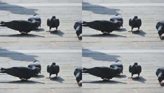 白天广场觅食的黑色鸽子高清在线视频素材下载