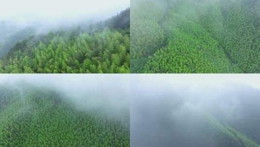云雾缭绕的竹林高清在线视频素材下载