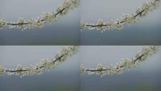 春天李花，竹林烟雨，高清在线视频素材下载