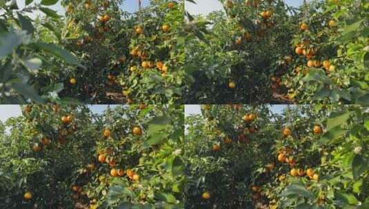 沃柑橘子树果实果园高清在线视频素材下载