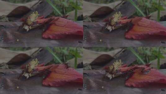 一群红蚁正在切割红色芙蓉落花花瓣高清在线视频素材下载
