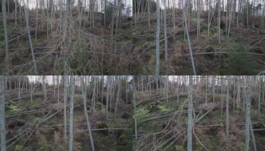 英国多莉被强风暴破坏的森林鸟瞰图高清在线视频素材下载