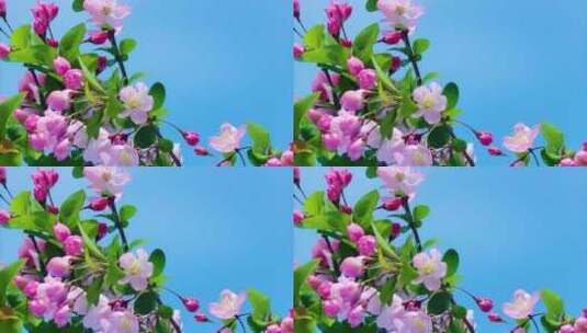 春天花朵樱花绽放过程植物延时高清在线视频素材下载