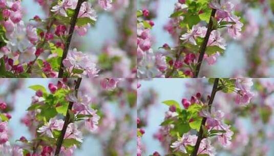 北京春天阳光下盛开的西府海棠花朵花簇特写高清在线视频素材下载