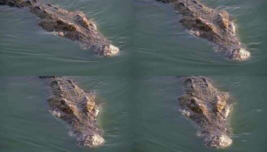 鳄鱼头在绿色沼泽水中游泳浑浊的沼泽河泰国高清在线视频素材下载