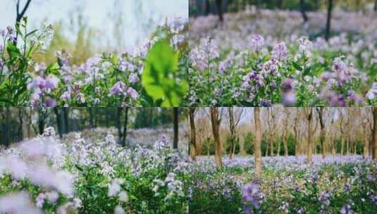 花海花丛野花紫色花朵盛开高清在线视频素材下载