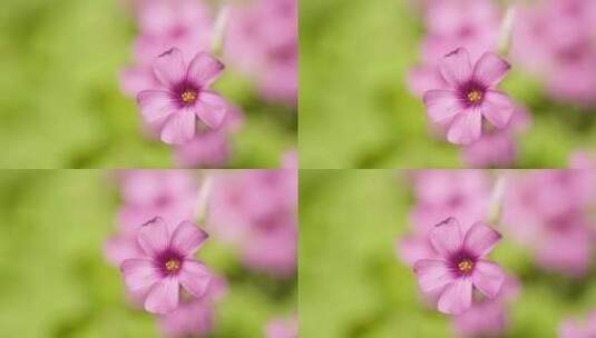 春天粉色花朵酢浆草高清在线视频素材下载