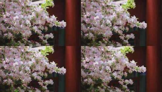 春天海棠高清在线视频素材下载