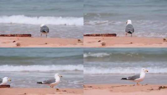 海滩沙滩上的海鸥高清在线视频素材下载