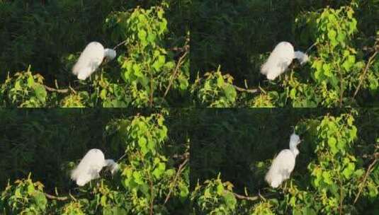 栖息在湿地树木上的白鹭高清在线视频素材下载