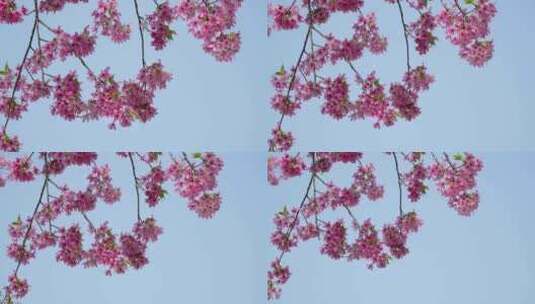武汉市东湖磨山樱花园粉色樱花特写4k视频高清在线视频素材下载