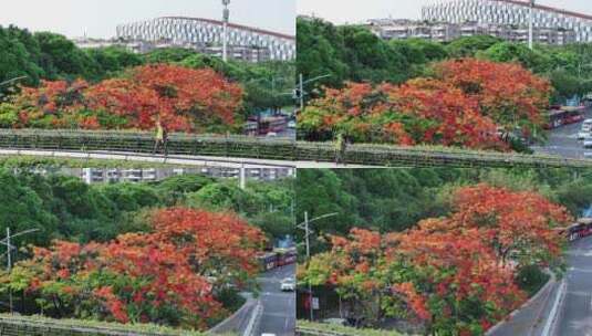 中国广东省广州市白云区白云大道南凤凰花高清在线视频素材下载