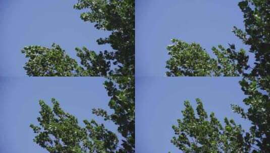 4K大风里的杨树高清在线视频素材下载