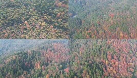 秋天森林植物航拍高清在线视频素材下载