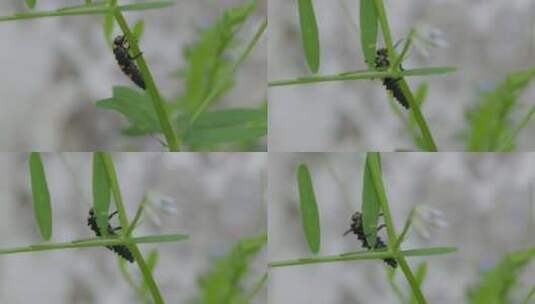 昆虫在草丛里爬行的特写高清在线视频素材下载