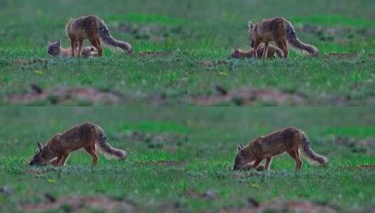4K高清实拍草原动物狐狸高清在线视频素材下载