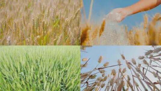 小麦麦田 麦穗 面粉 收割高清在线视频素材下载