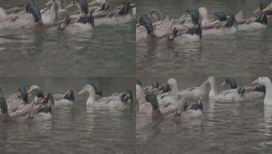 水中一群鸭子高清在线视频素材下载
