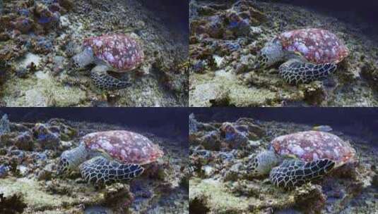 近距离拍摄海底海龟高清在线视频素材下载