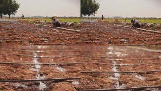 农民浇地抗旱高清在线视频素材下载