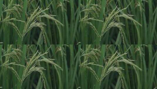 稻田水稻稻穗特写高清在线视频素材下载