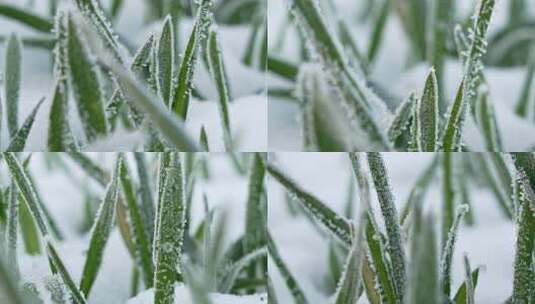 严寒冬季下霜霜降的小麦高清在线视频素材下载