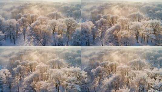 冬天大雪树林冬季风景冬日高清在线视频素材下载