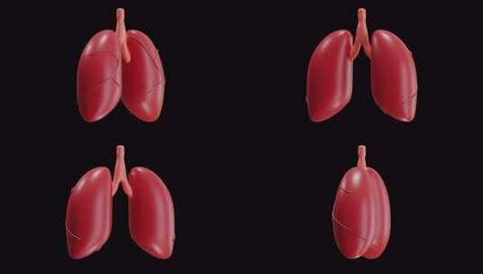 肺 3d 动画高清在线视频素材下载