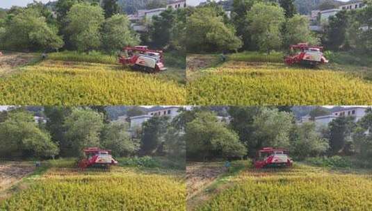 赣南稻田丰收高清在线视频素材下载