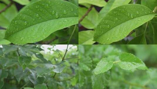 下雨天雨滴落在树叶上高清在线视频素材下载