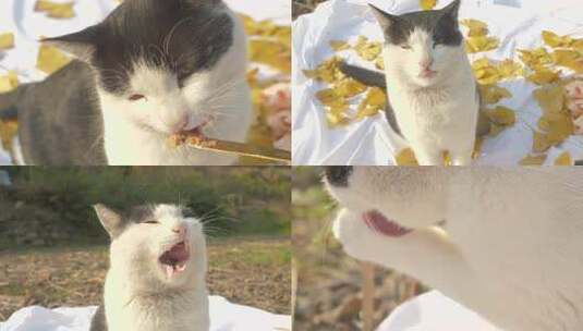 奶牛猫秋游出游动物治愈猫咪宠物高清在线视频素材下载