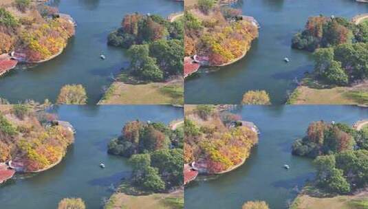 上海共青森林公园秋天风景  上海秋天高清在线视频素材下载