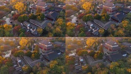 浙江嘉兴梅花洲石佛寺千年银杏航拍高清在线视频素材下载