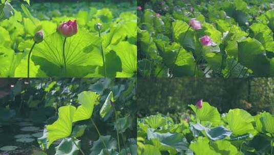 荷花莲花池高清在线视频素材下载