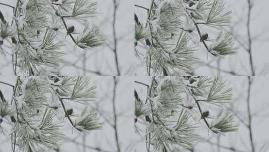 积雪覆盖的松树枝特写高清在线视频素材下载