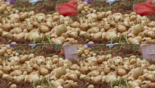 田地里收获的土豆高清在线视频素材下载