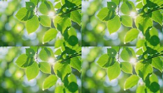 春天立夏天绿叶树叶阳光毕业季青春活力希望高清在线视频素材下载