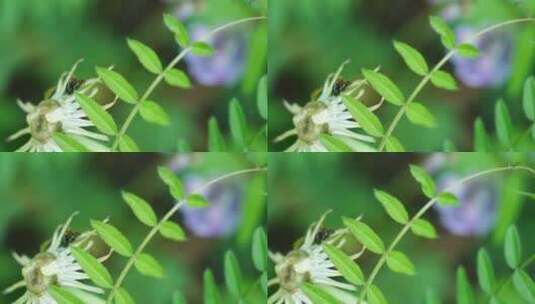 草叶上交配的甲虫高清在线视频素材下载