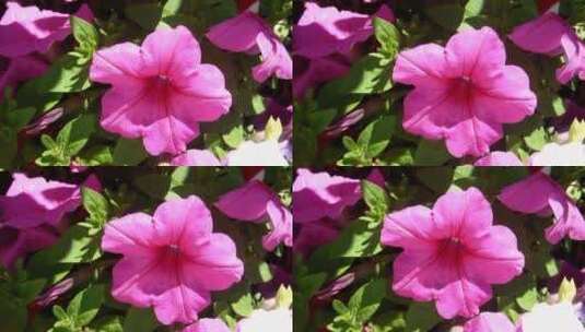 粉红牵牛花的特写镜头高清在线视频素材下载