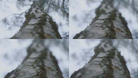 仰拍高大的树高清在线视频素材下载