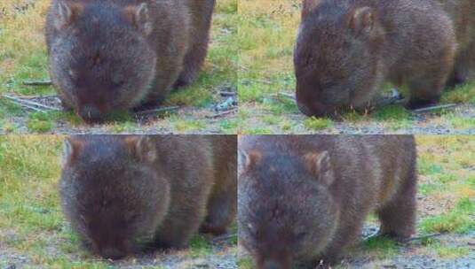 袋熊在草地上吃草高清在线视频素材下载